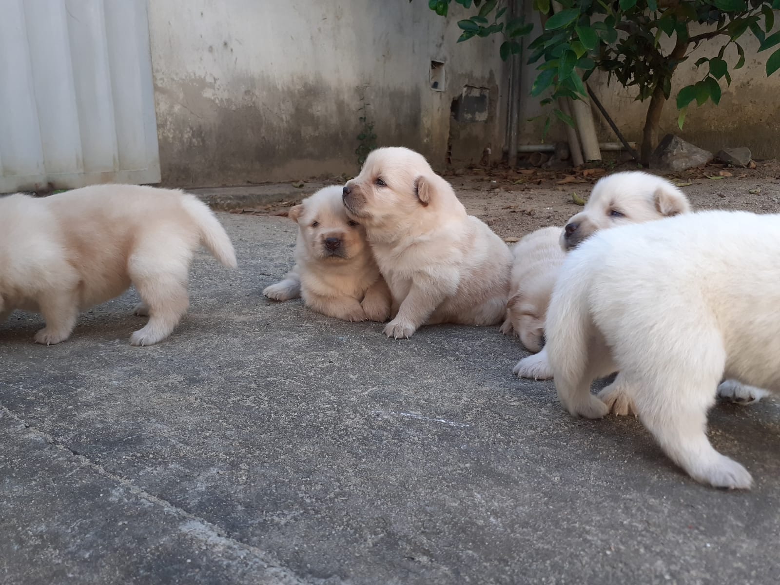 Portal Vendocão Filhotes de chow chow Teixeira de Freitas