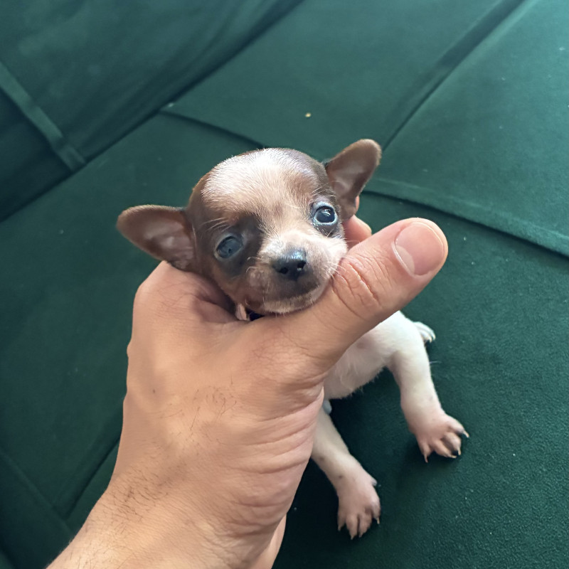 Lindo filhote de Pinscher zero - Foto 2