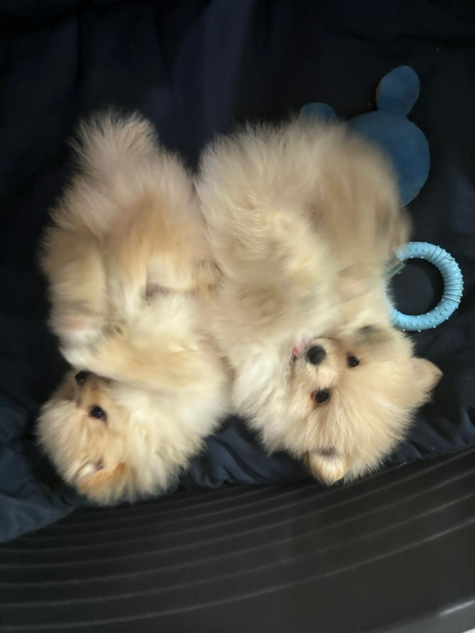 Portal Vendocão Lulu da Pomerania São Paulo