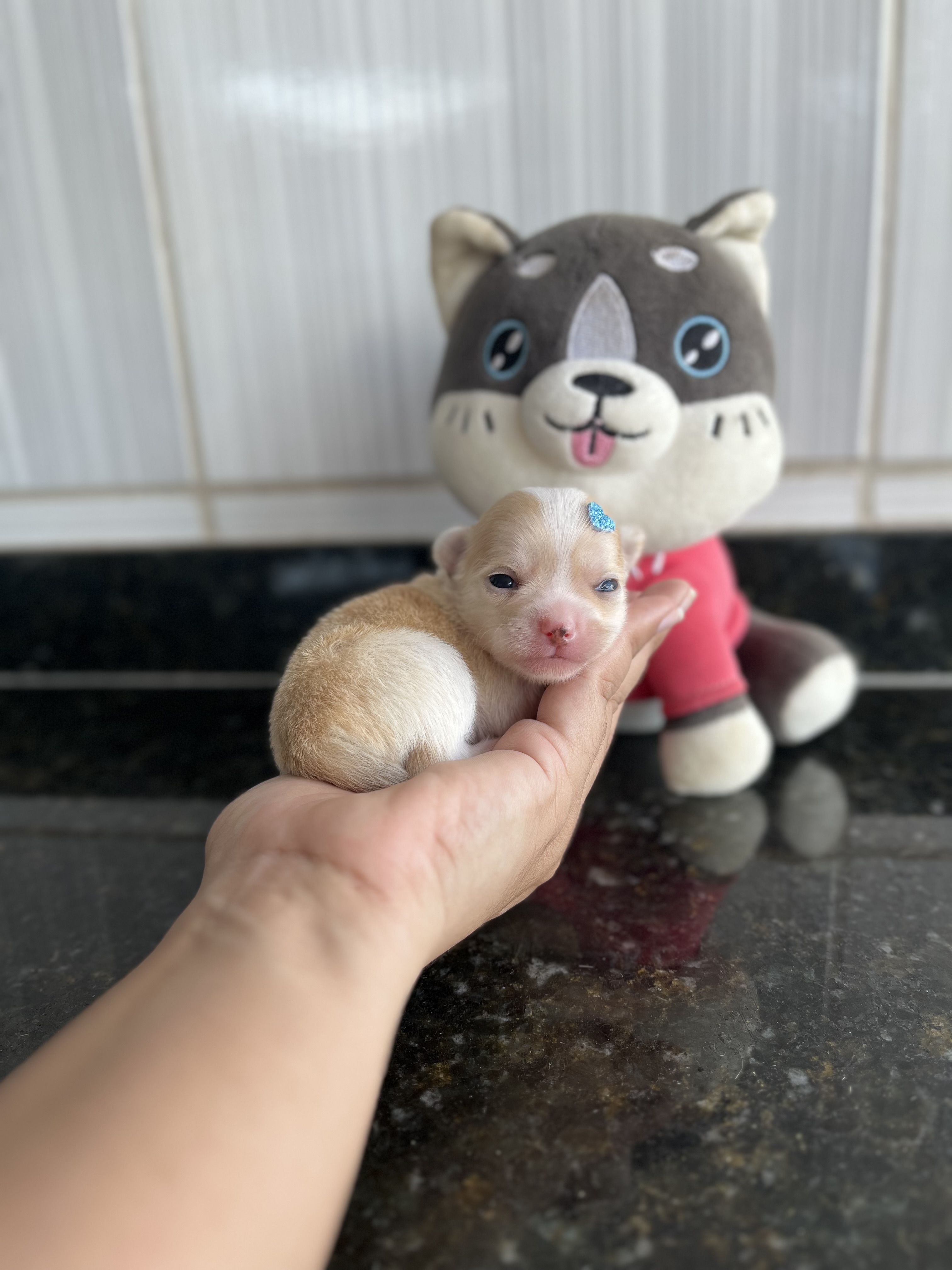 Portal Vendocão Lindo machinho  Três Marias