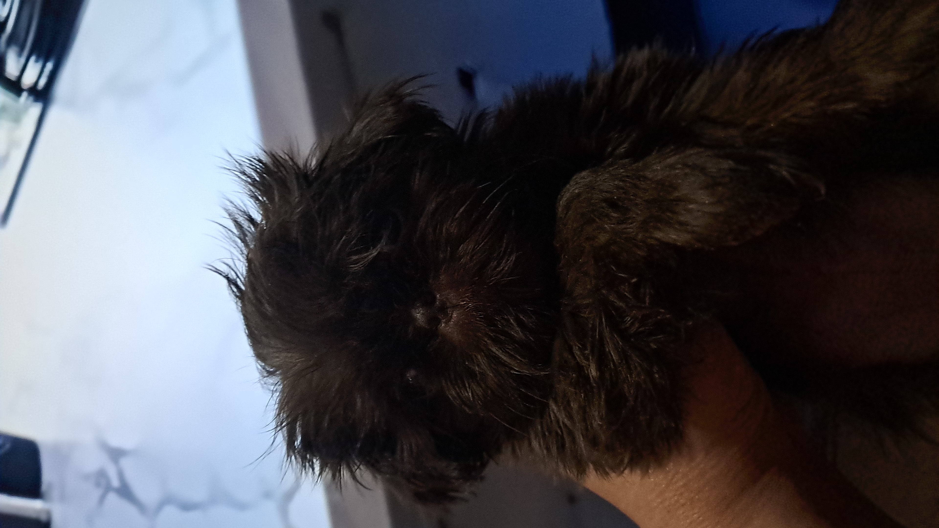 Mini Shih tzu fêmea chocolate solida - Foto 1