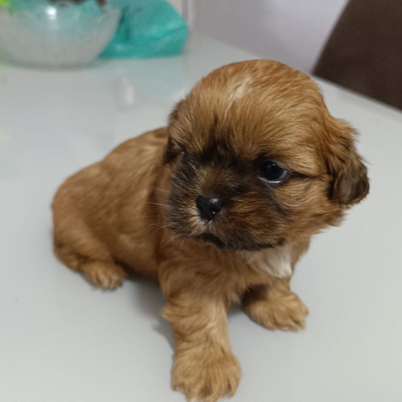 Lindo filhote de Shih Tzu - Foto 3