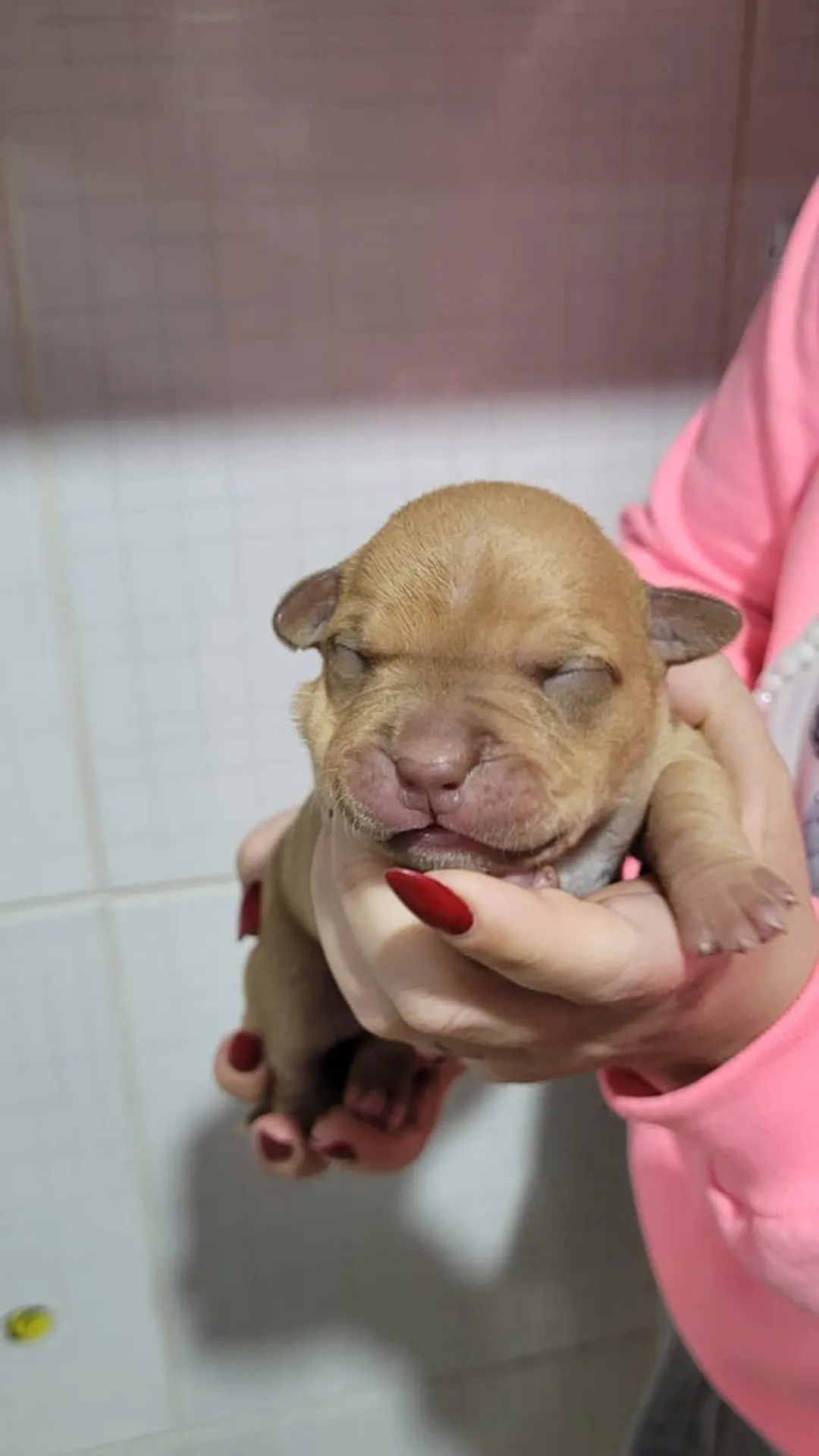 Portal Vendocão Pit Monsters  Joinville