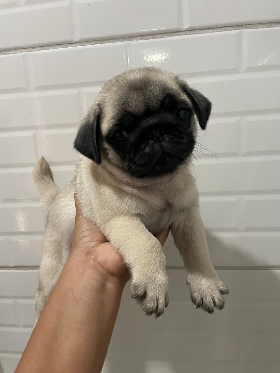 Portal Vendocão Pug macho Rio de Janeiro