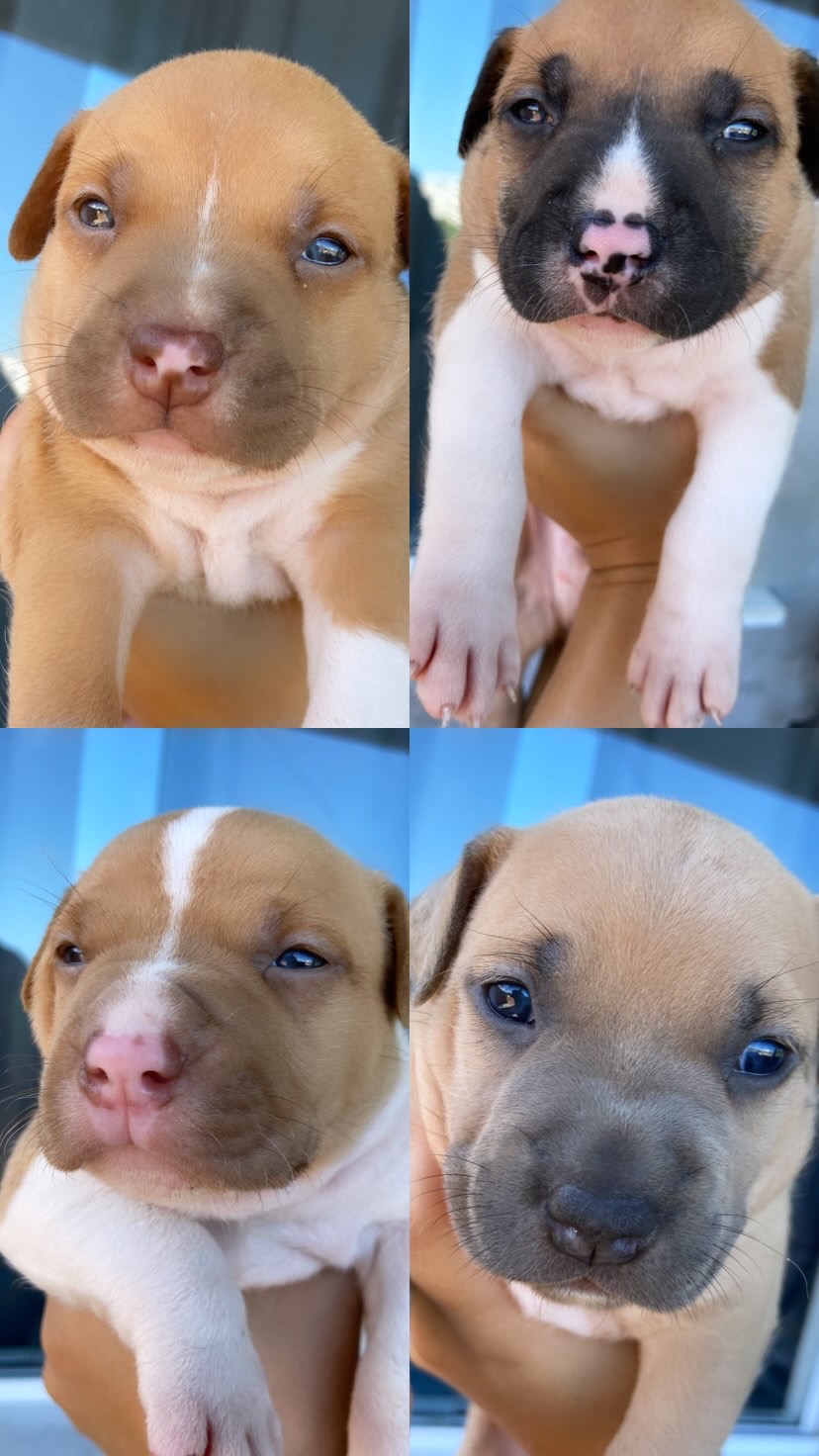 Portal Vendocão Filhotes pitbull red nose  Salvador 