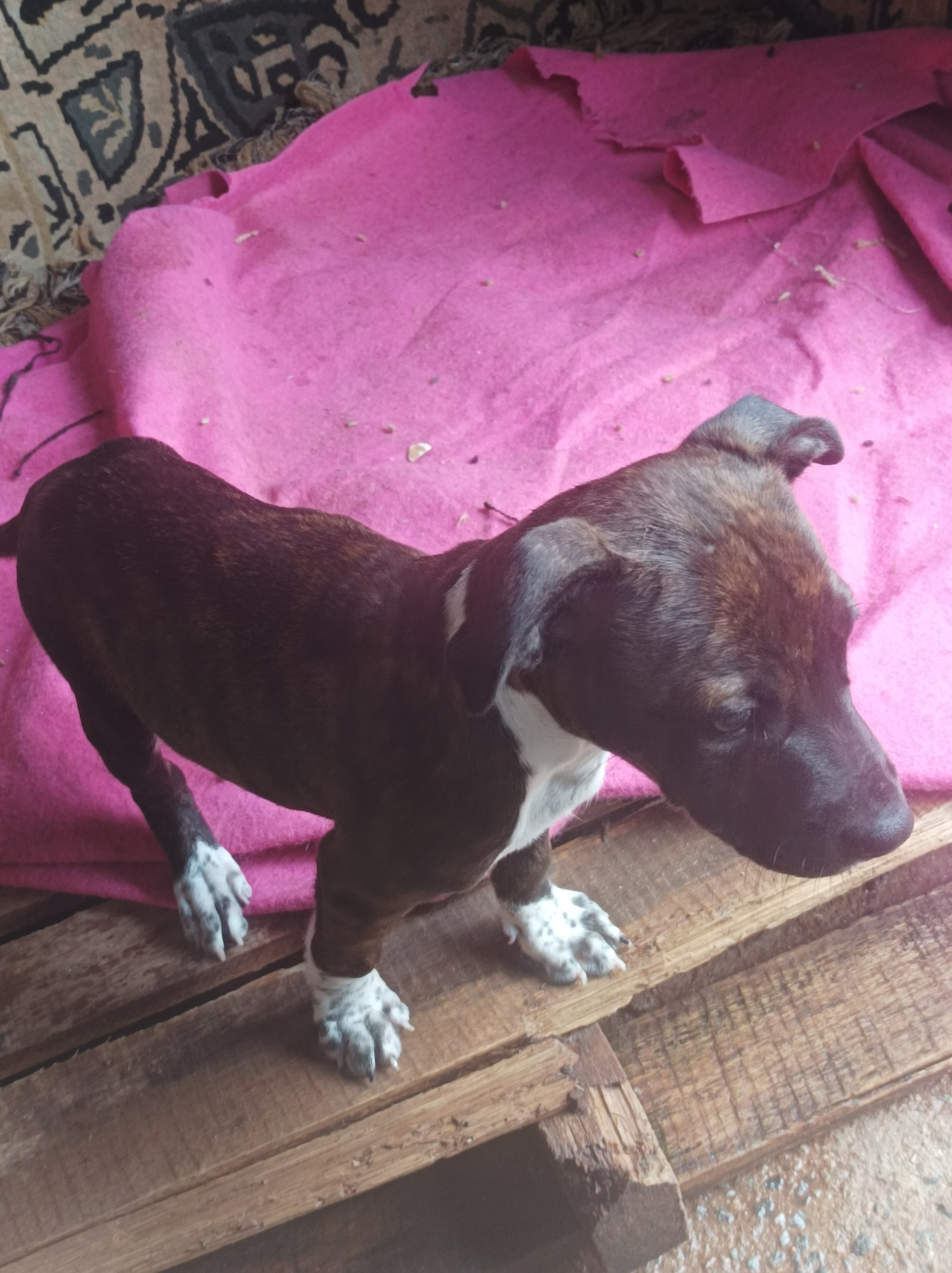 Portal Vendocão Filhote de pit bull macho ,2 meses e 13 dias  Sabará