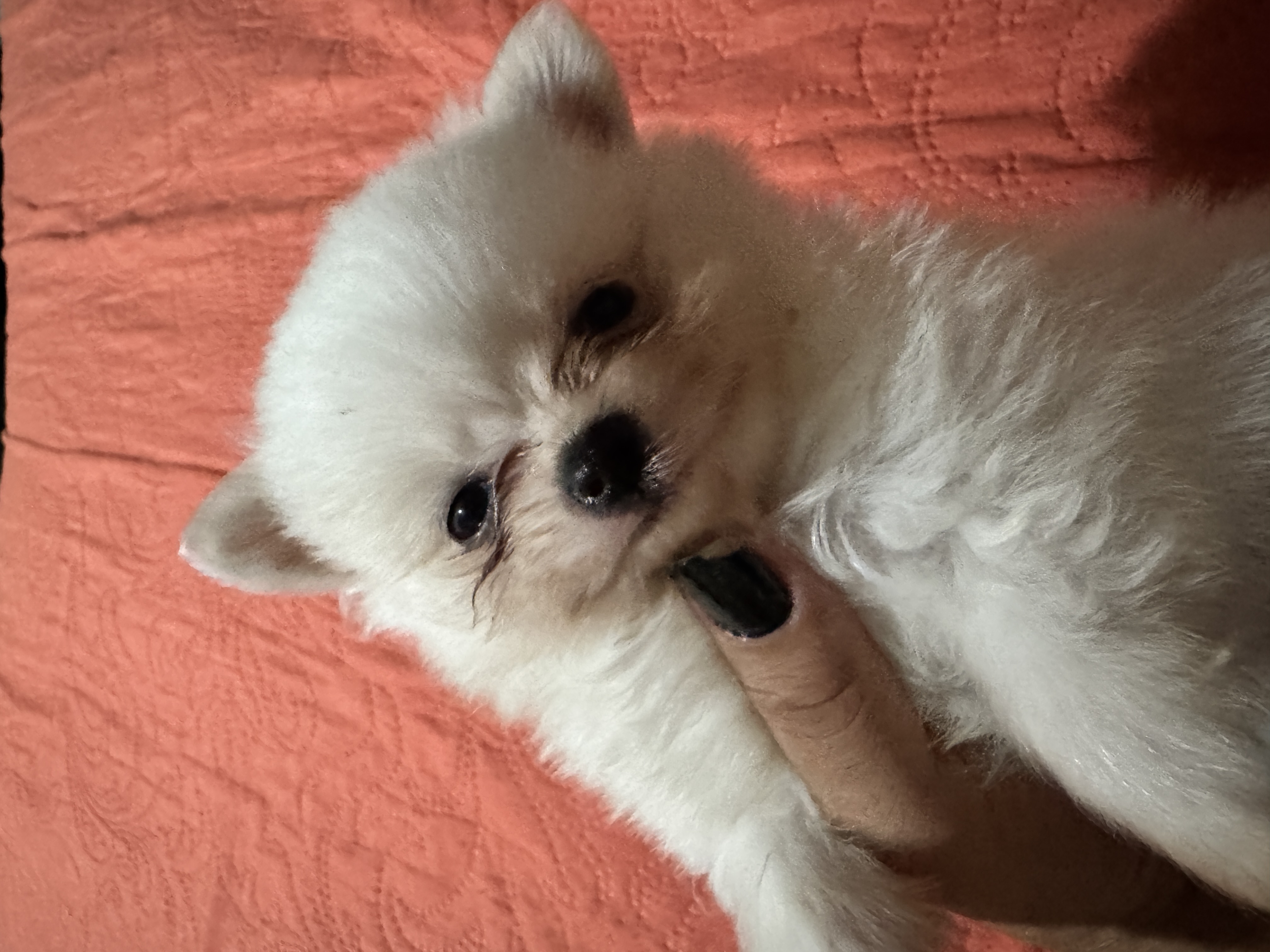 Vendo filhotes fêmea de Lulu da pomerania  - Foto 2