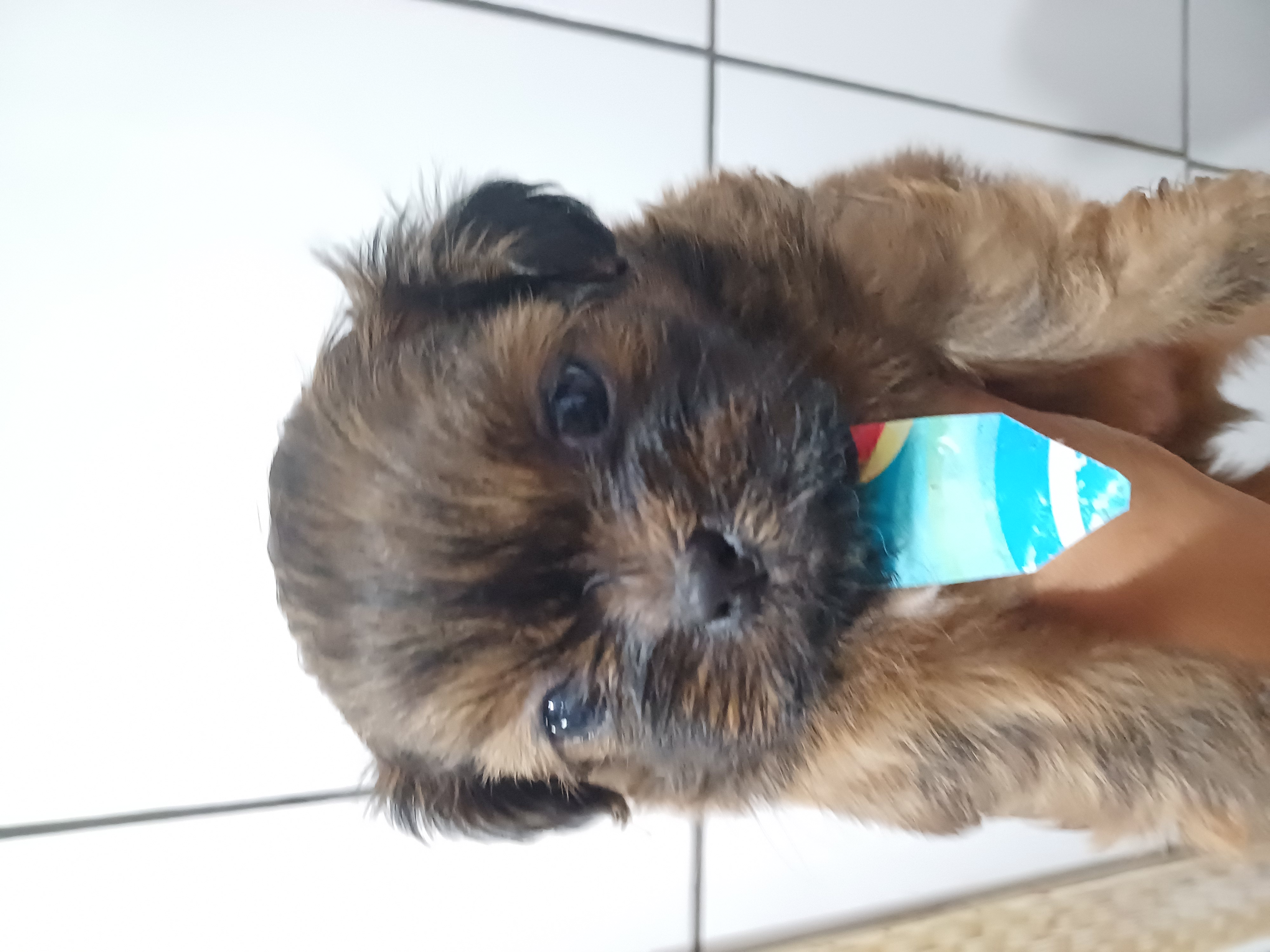 Portal Vendocão Venda filhotes SHITZU  Suzano 