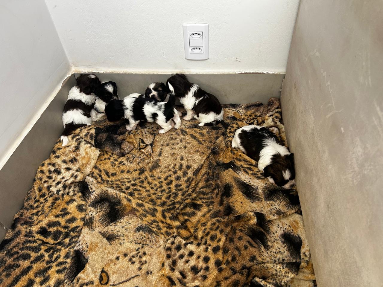 Portal Vendocão Filhotes de shihtzu Goiânia 