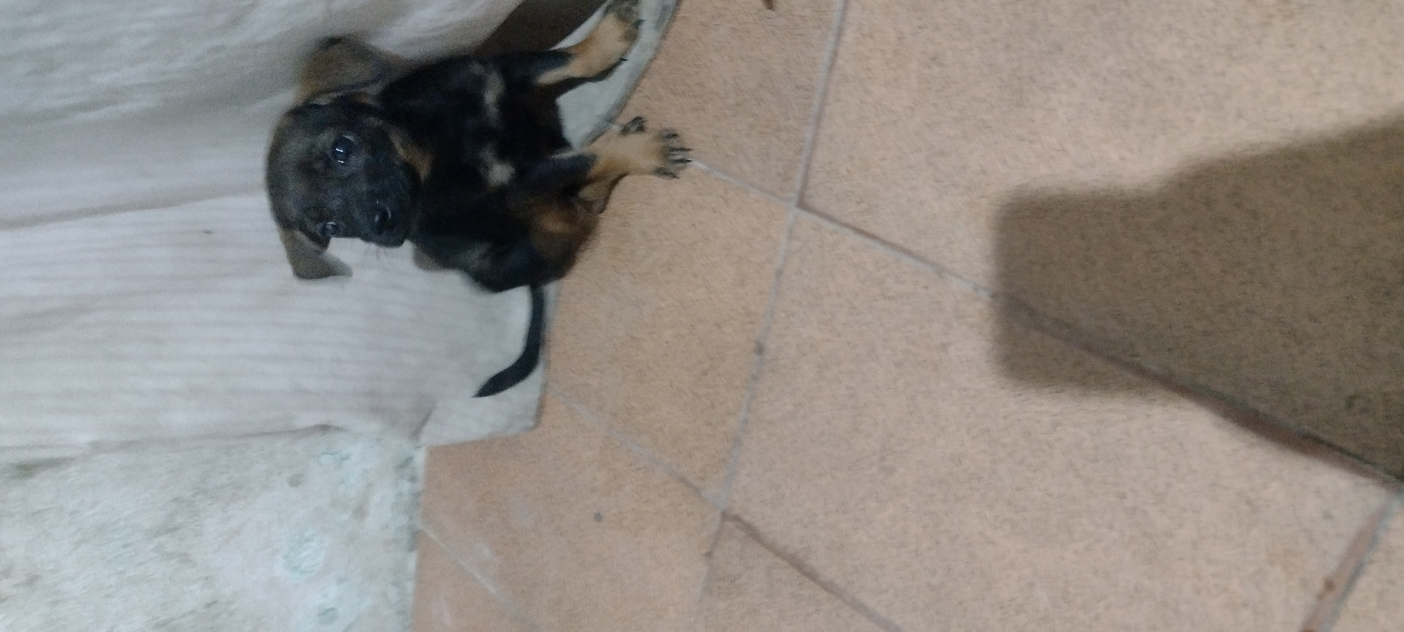 Vende-se Pinscher fêmea N1° - Foto 2