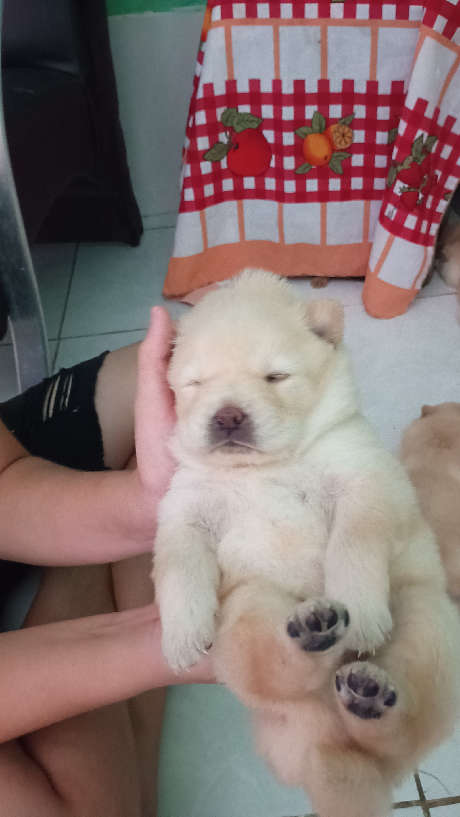Filhotes de Chow Chow  - Foto 2