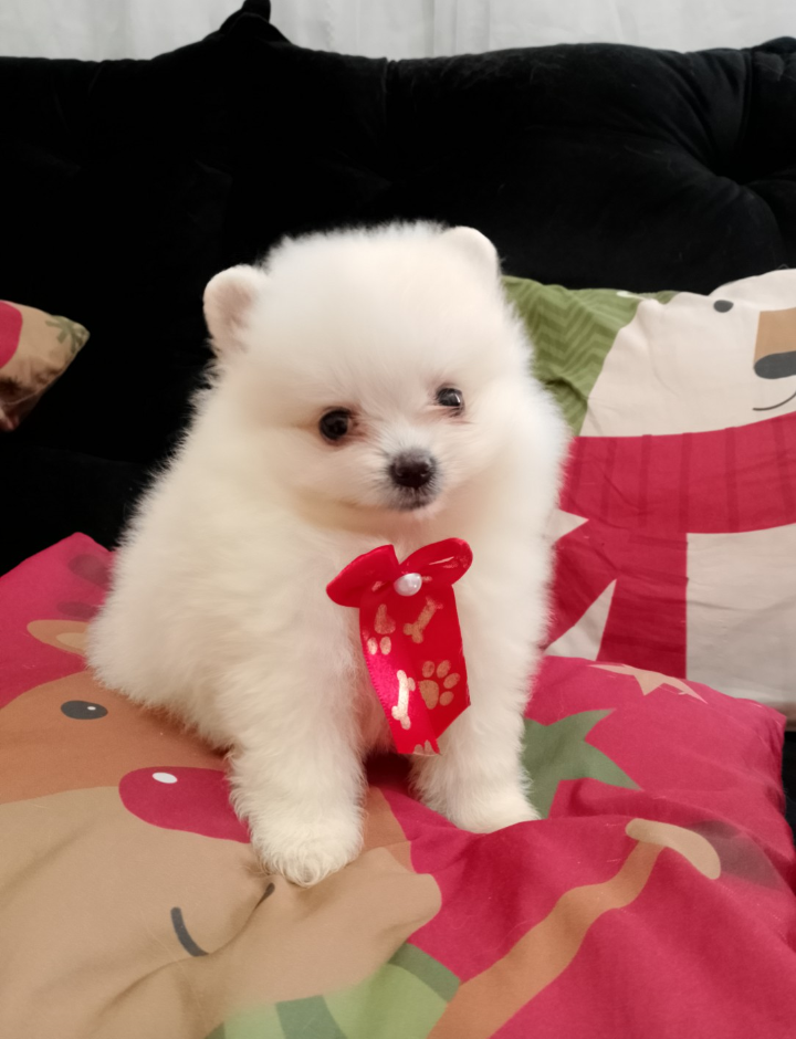 Lulu da Pomerânia mini / Spitz alemão  - Foto 2
