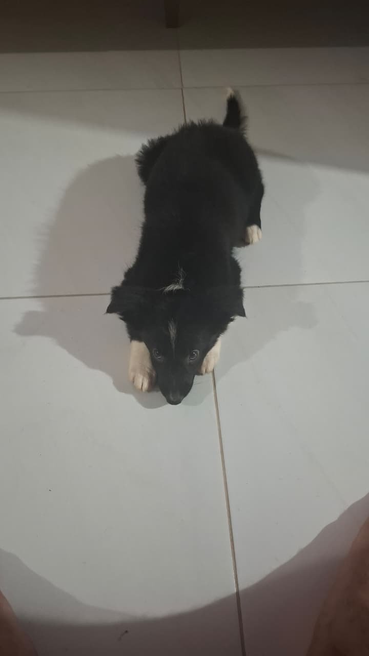 FILHOTE DE BORD COLLIE (VACINAS INCLUSAS) - Foto 2