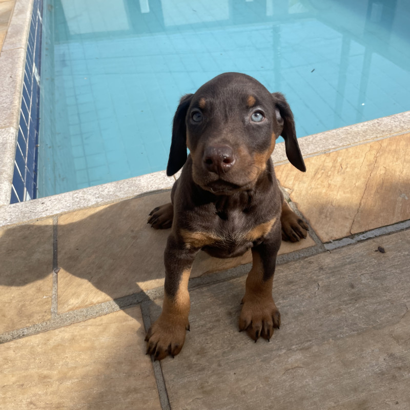 Lindos filhotes de Doberman - Foto 1