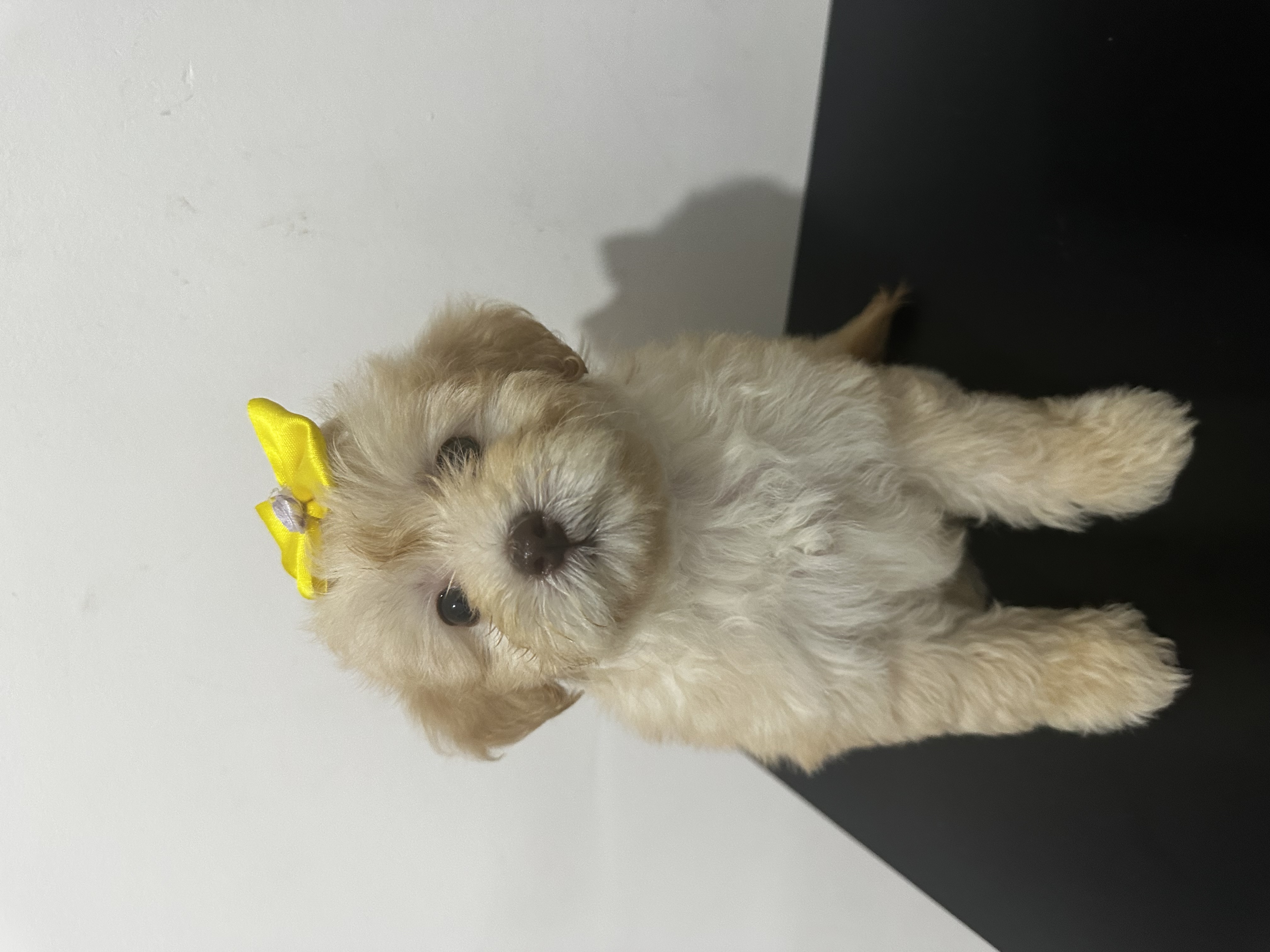 Portal Vendocão Cachorro filhote  Rio De Janeiro