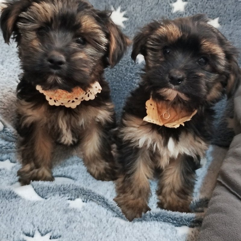 Lindos filhotes de Yorkshire machinhos - Foto 4