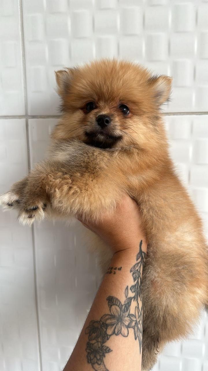 Portal Vendocão Spitz alemão macho Nova Iguaçu 