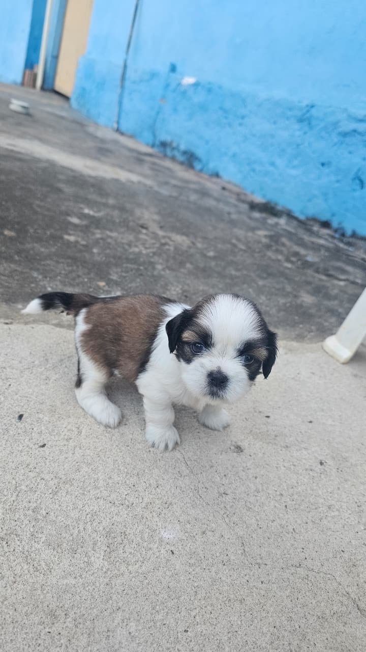 Shih tzu macho  - Foto 3