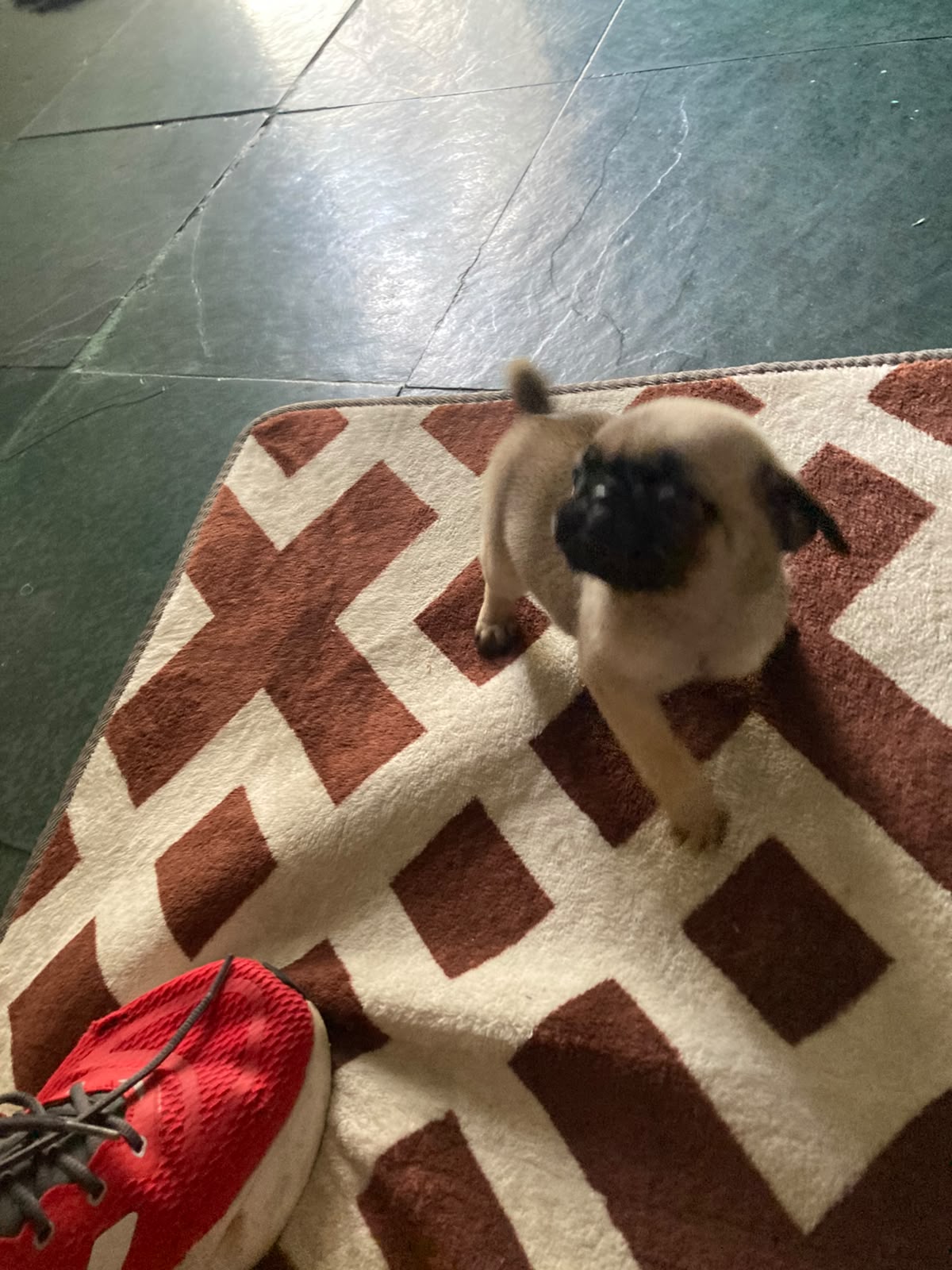 Vendo Lindas Filhotes de Pug - Foto 2