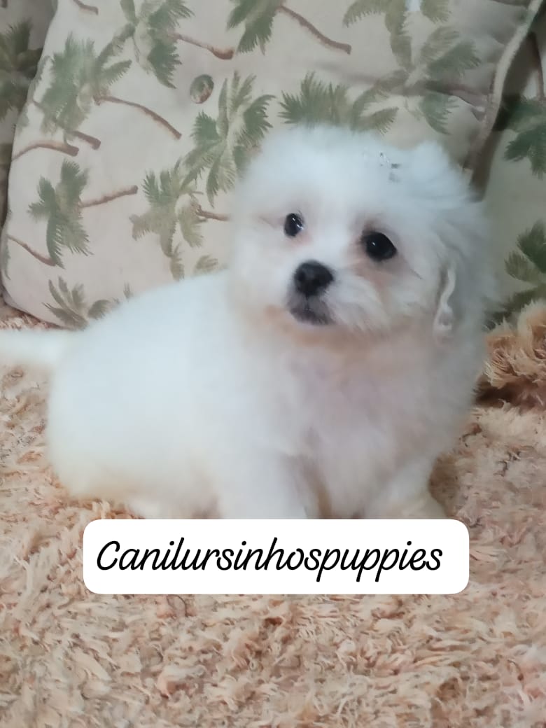Portal Vendocão maltes oportunidade unica de garantir seu bebe #CANILURSINHOSPUPPIES  VINHEDO