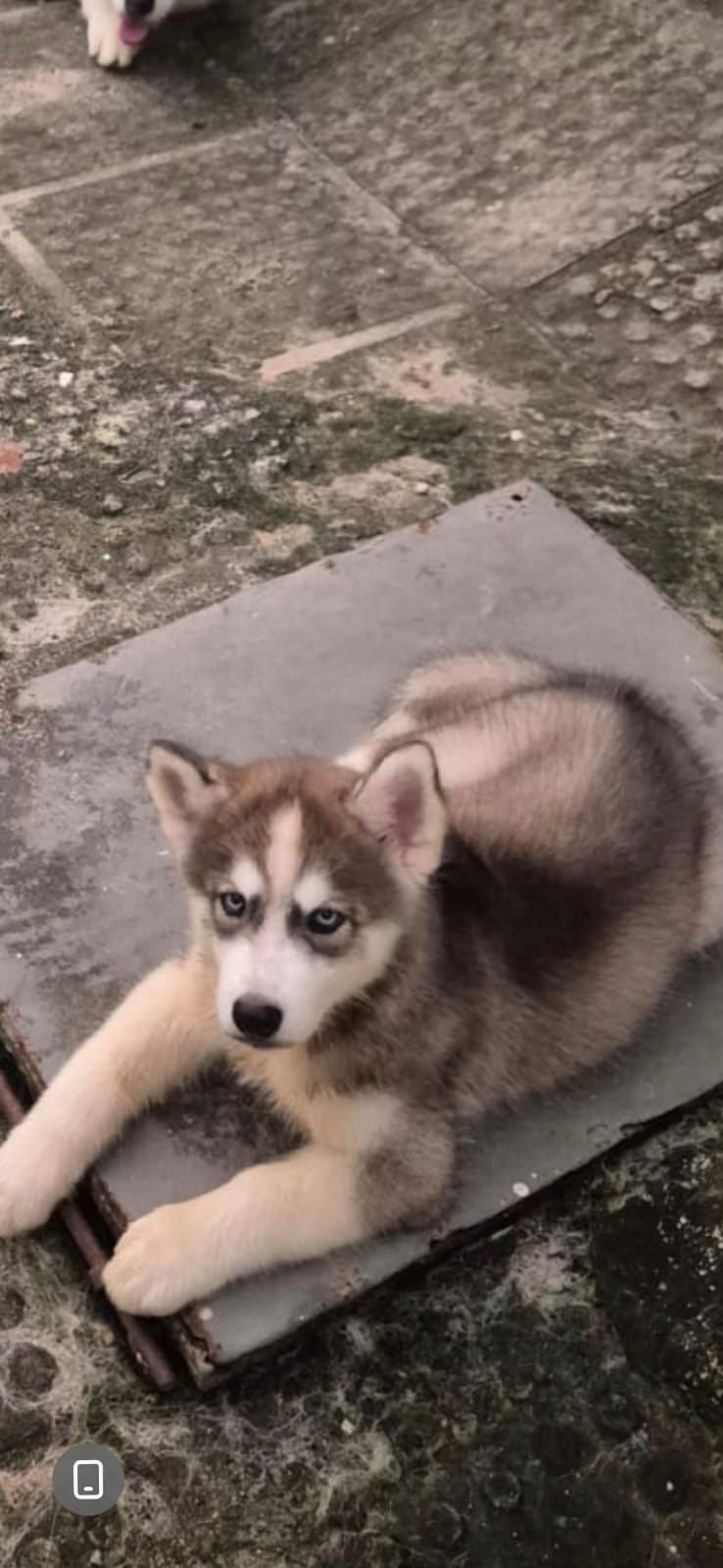 Filhote de husky - Foto 2