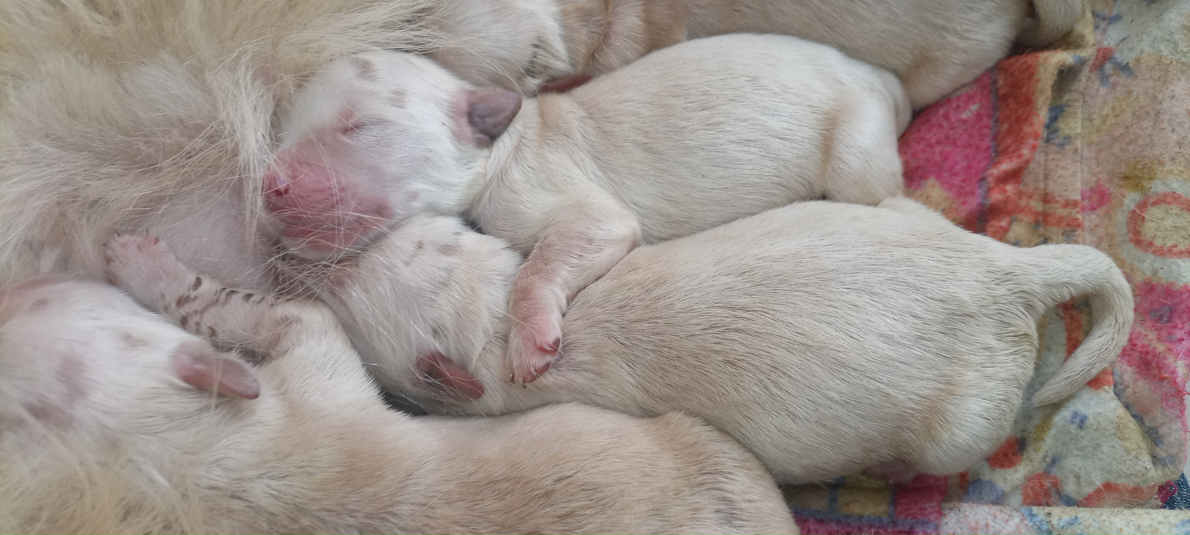 Lindos tesourinhos de Goldens Retrievers a venda - Foto 1