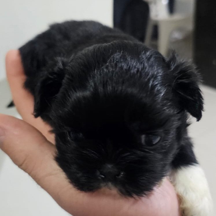 Filhotes de shih tzu - Foto 1