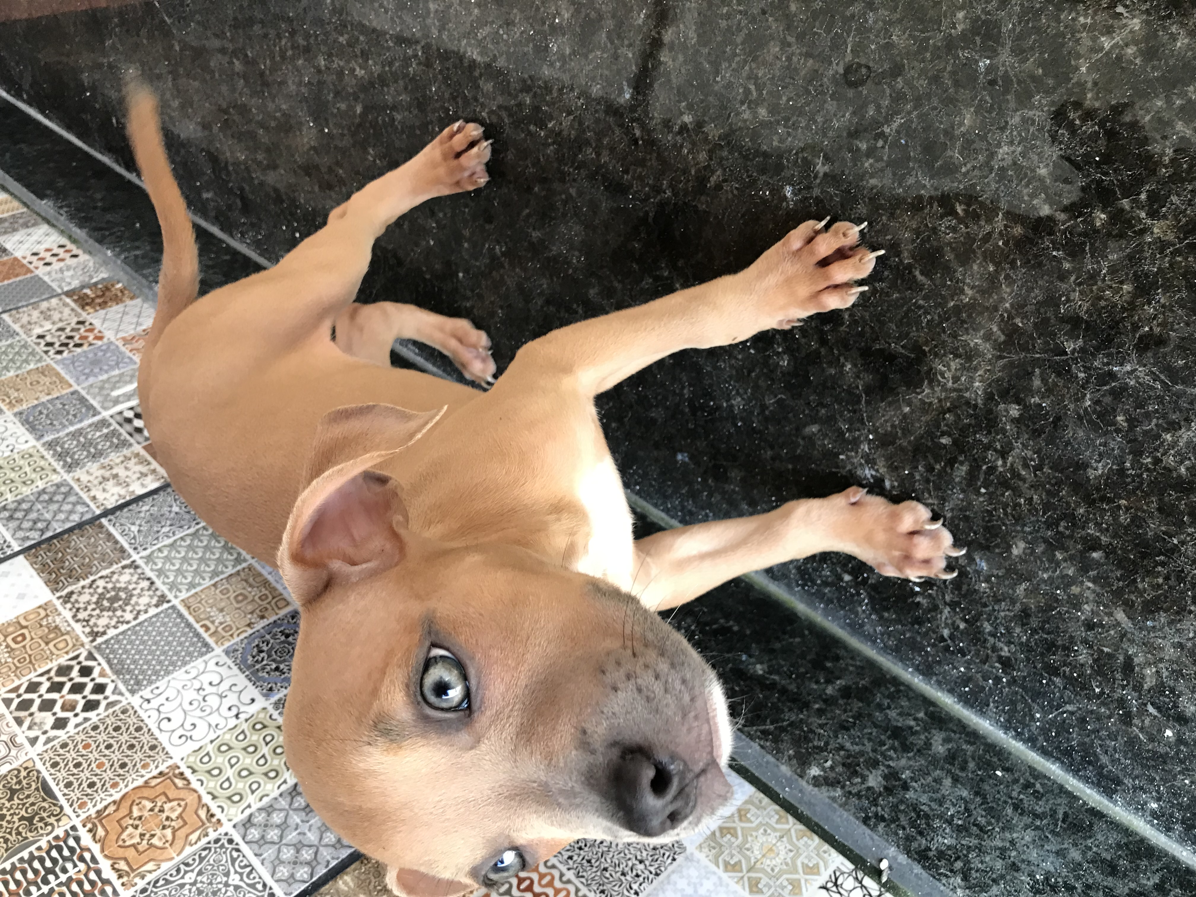 Filhotes de American Bully, 4 fêmeas e 1 macho! Tem 2 pretos( um macho e uma fêmea)