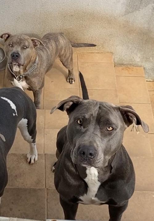 Portal Vendocão Filhotes de Amstaff  Itajaí 