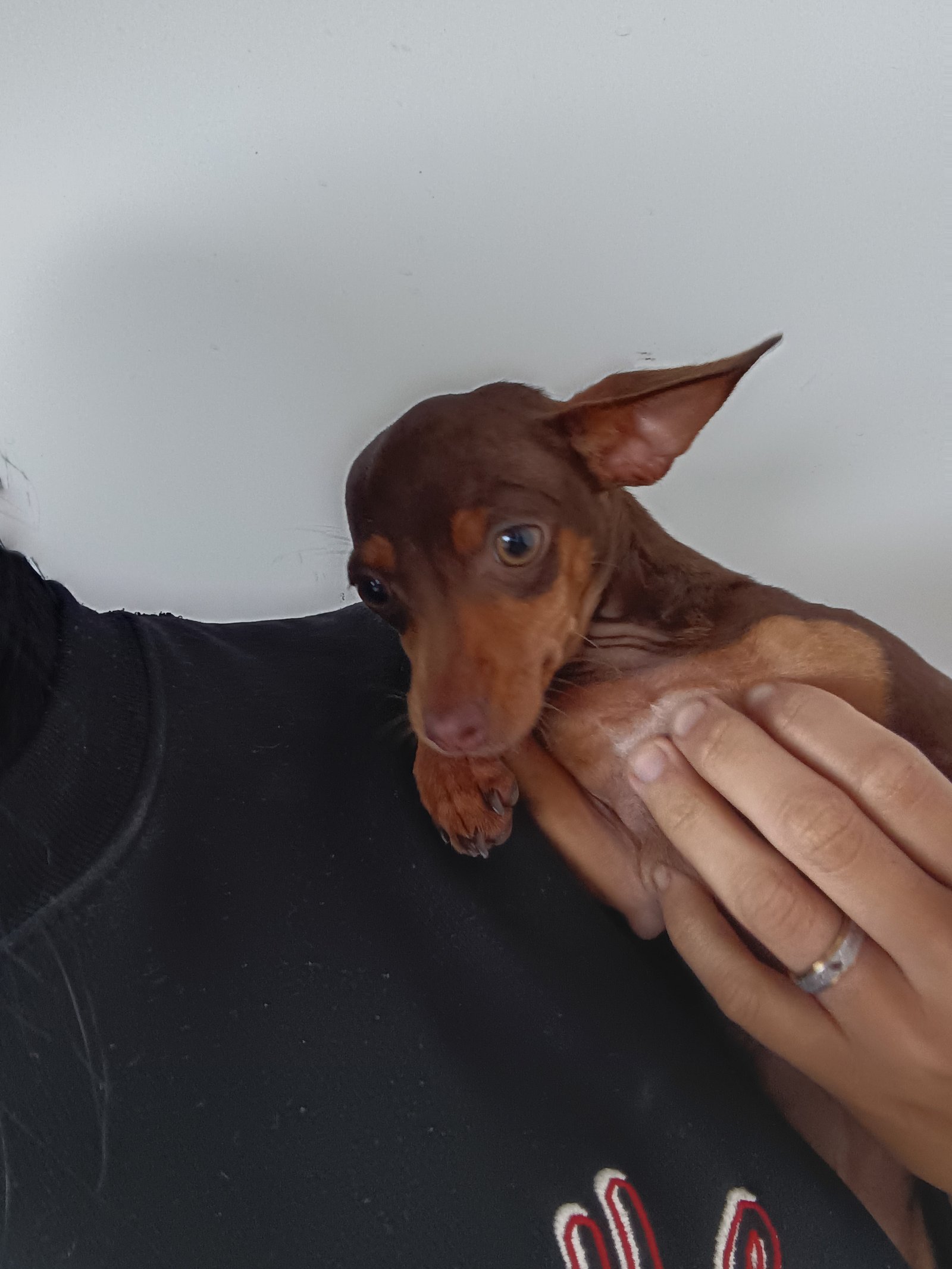 Pinscher 1 - Foto 1
