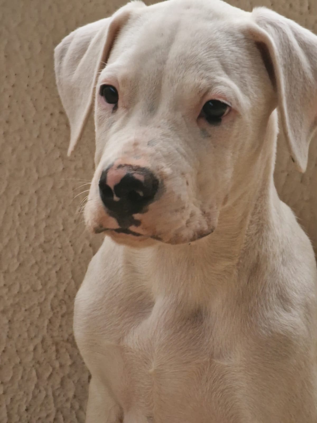 🔥 Vendo filhote de Dogo Argentino – grande porte