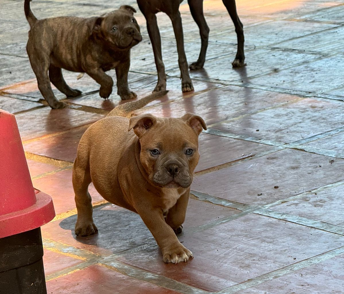 Portal Vendocão Filhotes de American Bully  Diadema