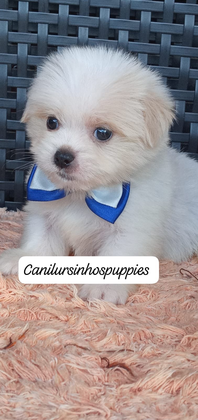 lhasa apso garanta  o seu  #canilursinhospuppies garanta já o seu ! - Foto 5