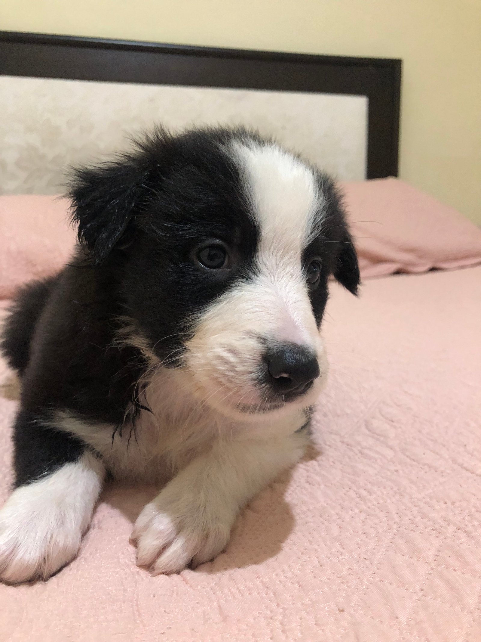 Filhotes border collie  - Foto 2