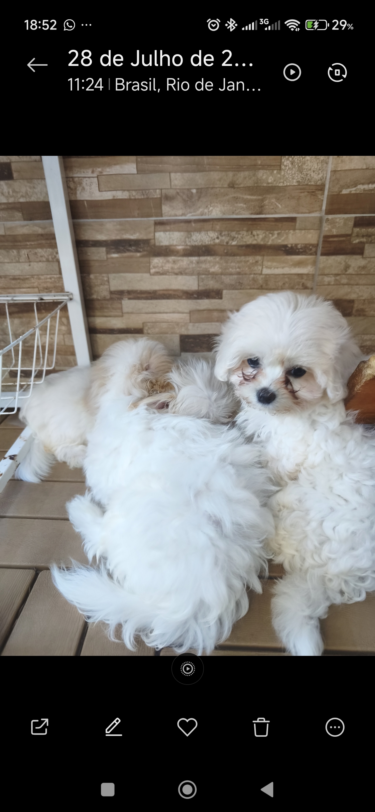 Vendo filhotes de Maltês - Foto 2
