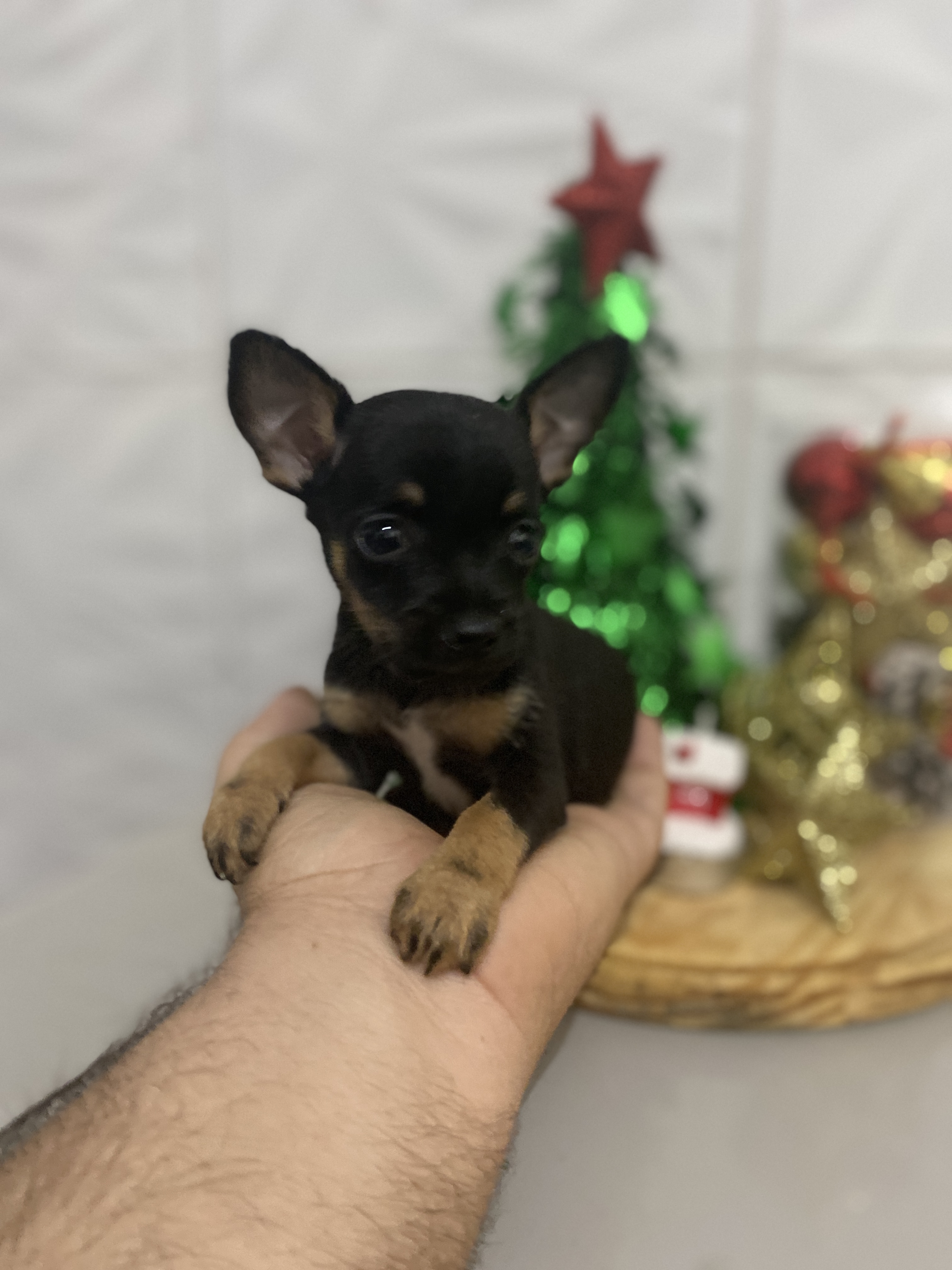 Portal Vendocão Tenho interesse em comprar um pet Maceió 