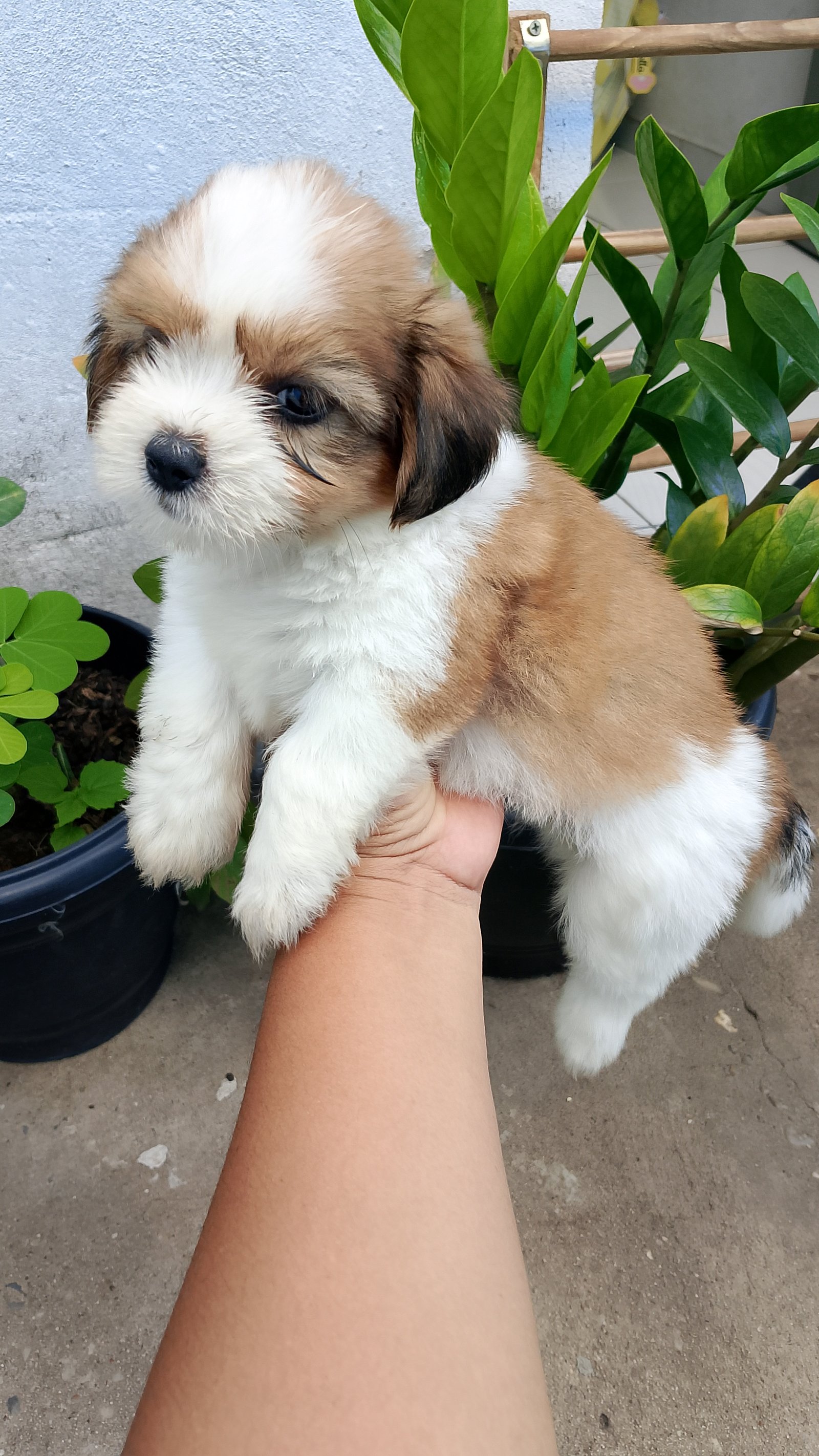 Filhote Femêa de Shih Tzu - Foto 1