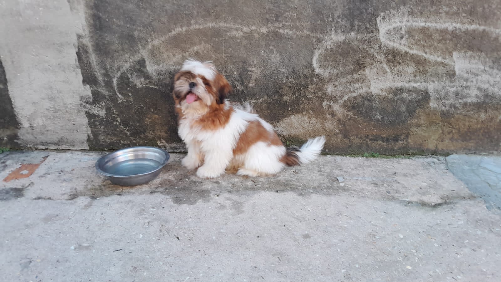 Portal Vendocão Venda de shihtzu  São Cristóvão