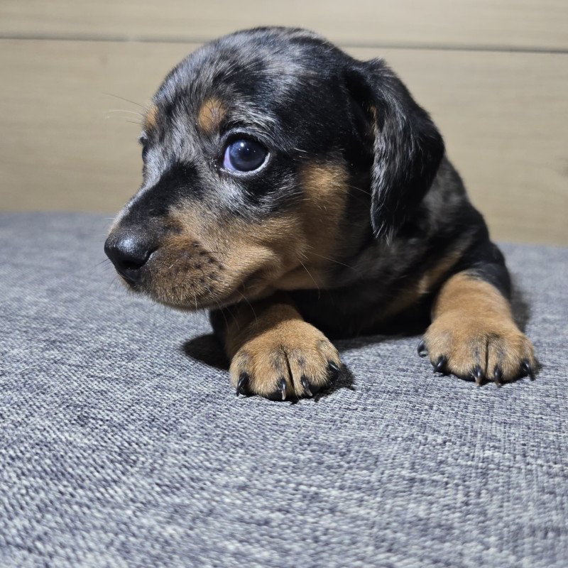 Lindos Filhotes Basset Dachshund Alerquim - Foto 3