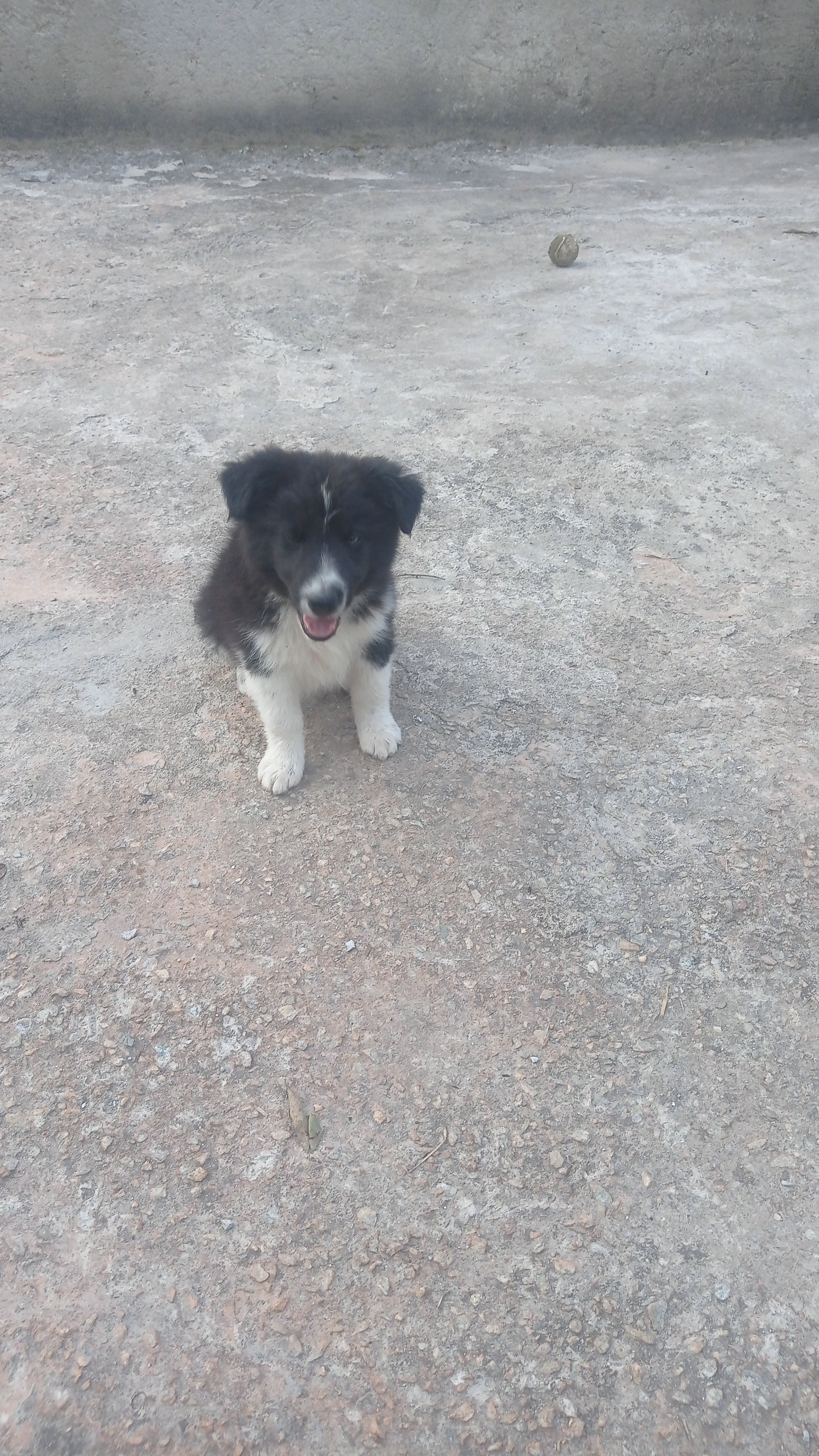 Portal Vendocão Lindos filhotes BORDER COLLIE  Belo Horizonte 