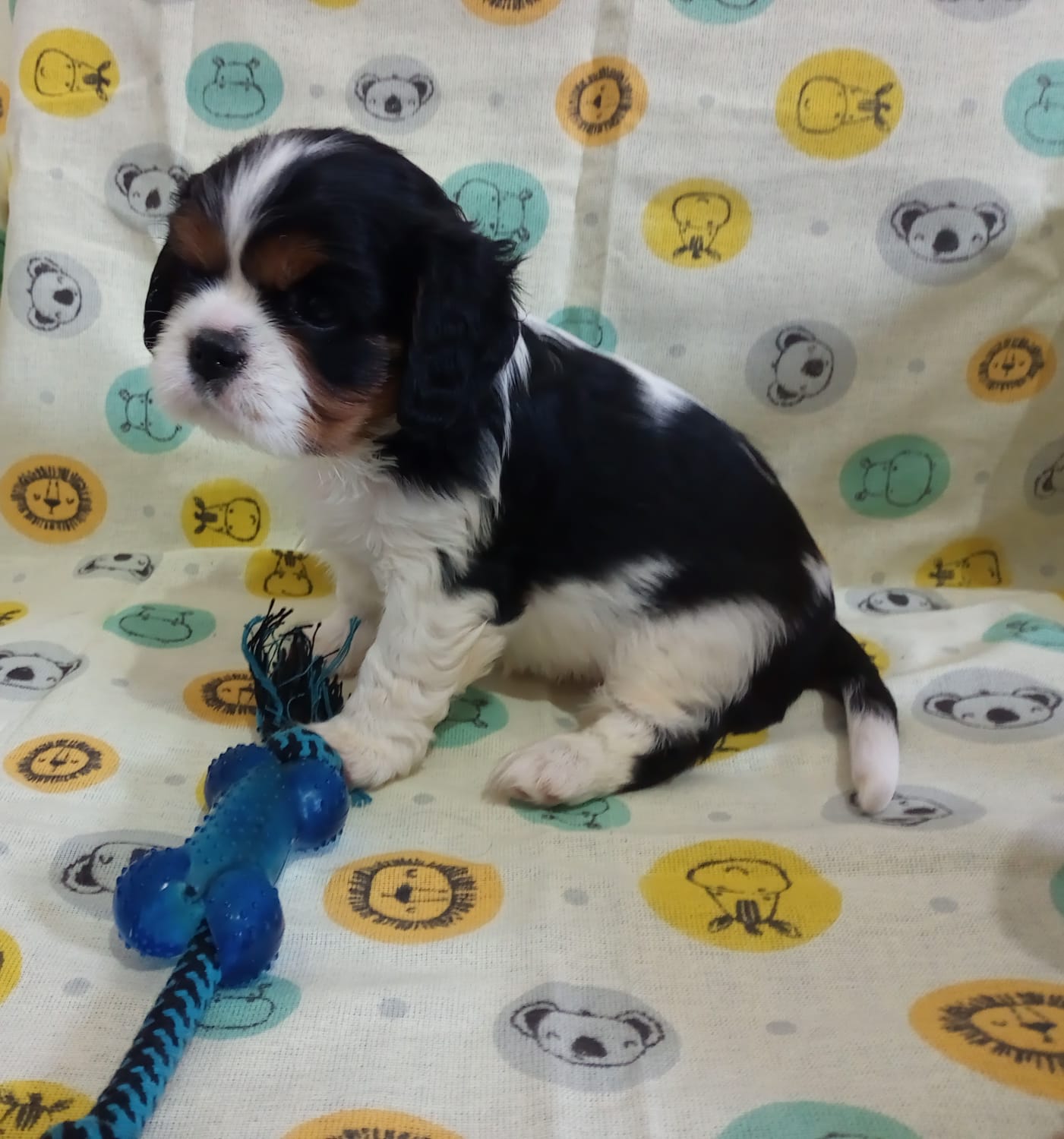Portal Vendocão Filhotes de Cavalier King Charles São José do Rio Preto