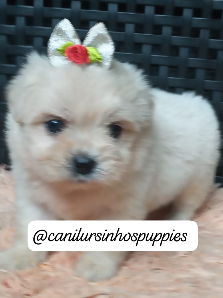 Portal Vendocão lhasa apso lindos bebes disponiveis #canilursinhospuppies  limeira 