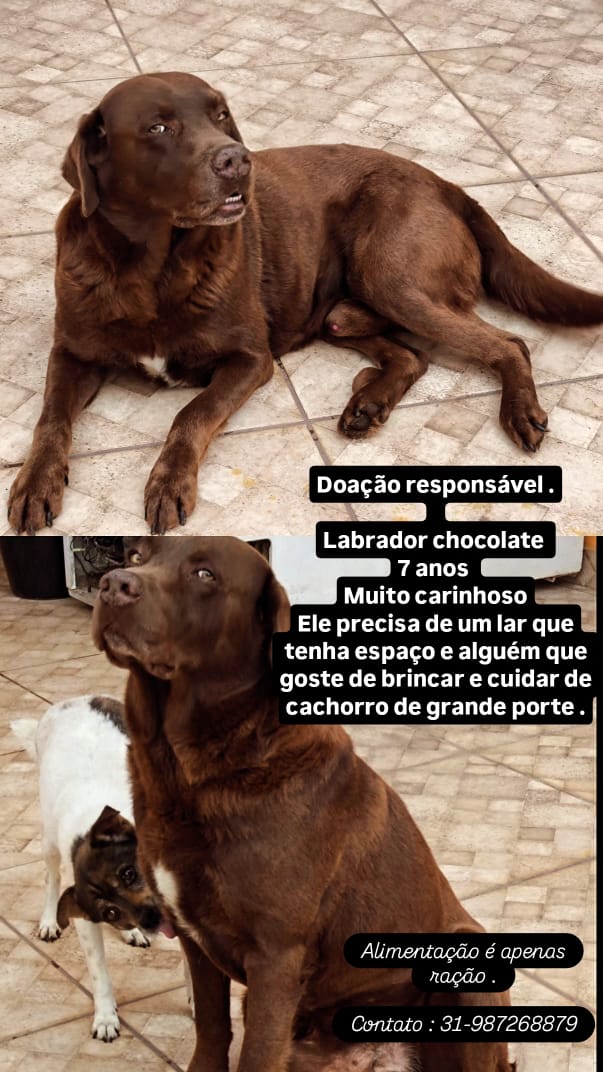 Portal Vendocão Doação Labrador  Belo Horizonte