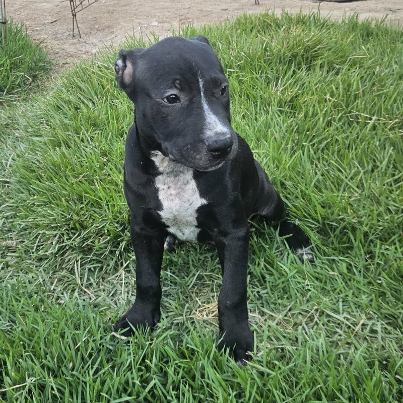 Filhotes de Pit Bull com pit monster