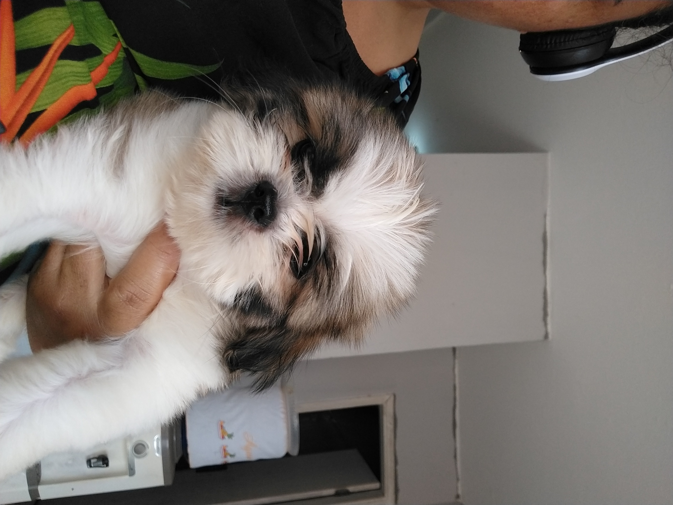 filhotes de Shih Tzu CAMPOS DOS GOYTACAZES