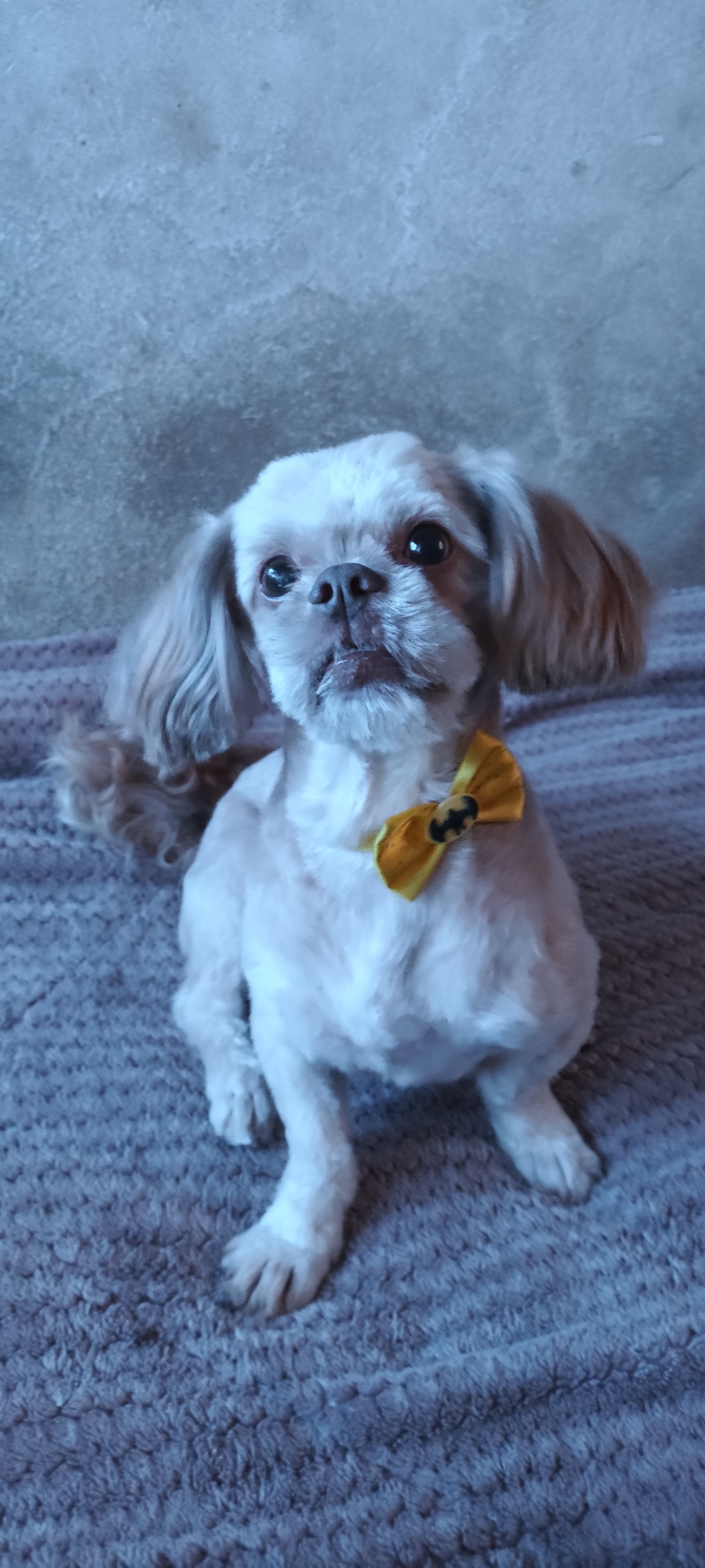 Shih Tzu Macho