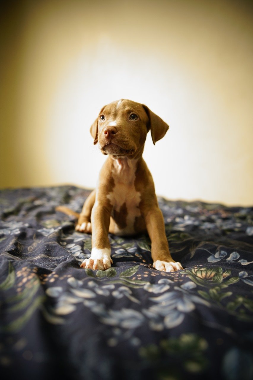 Filhotes Pitbulls - Foto 2