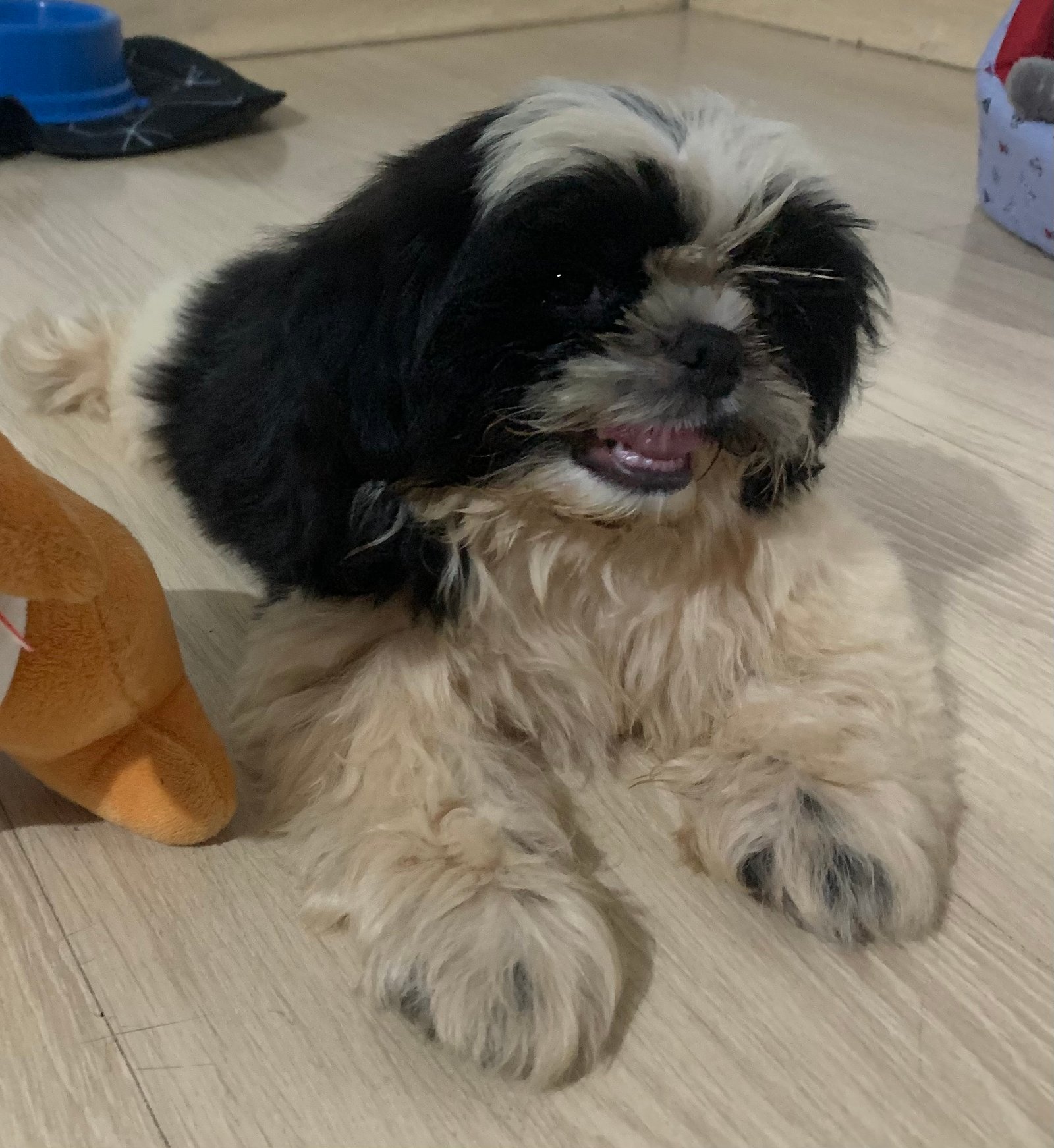 Shih Tzu macho - Foto 1
