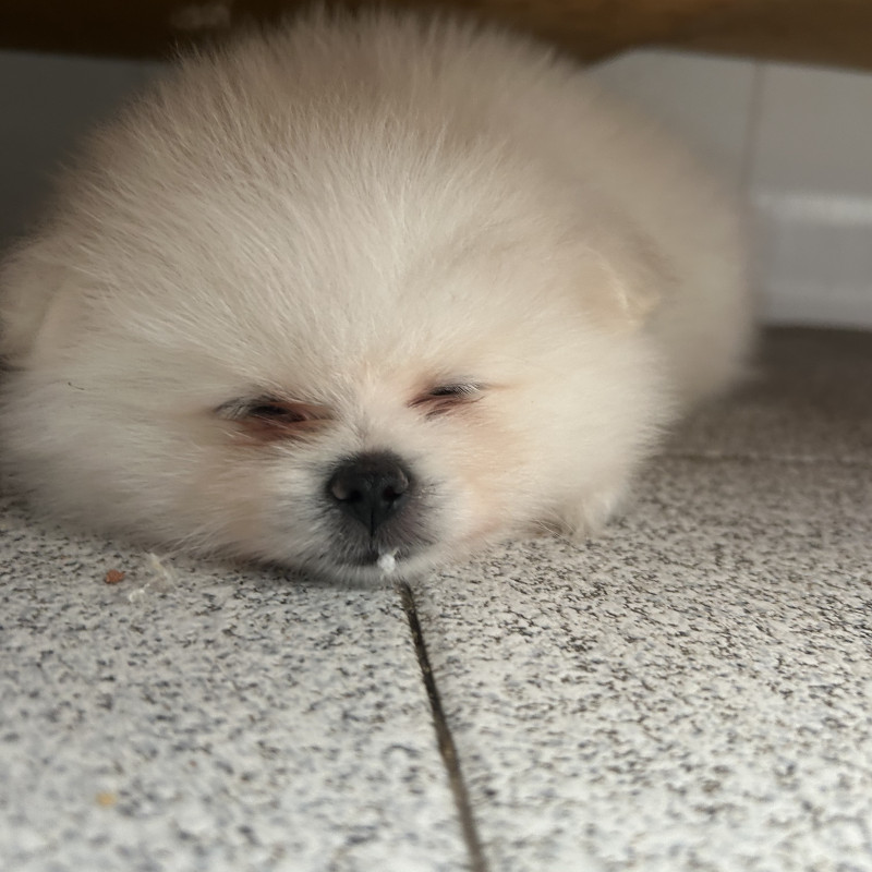 Lindos filhotes de spitz alemão - Foto 1