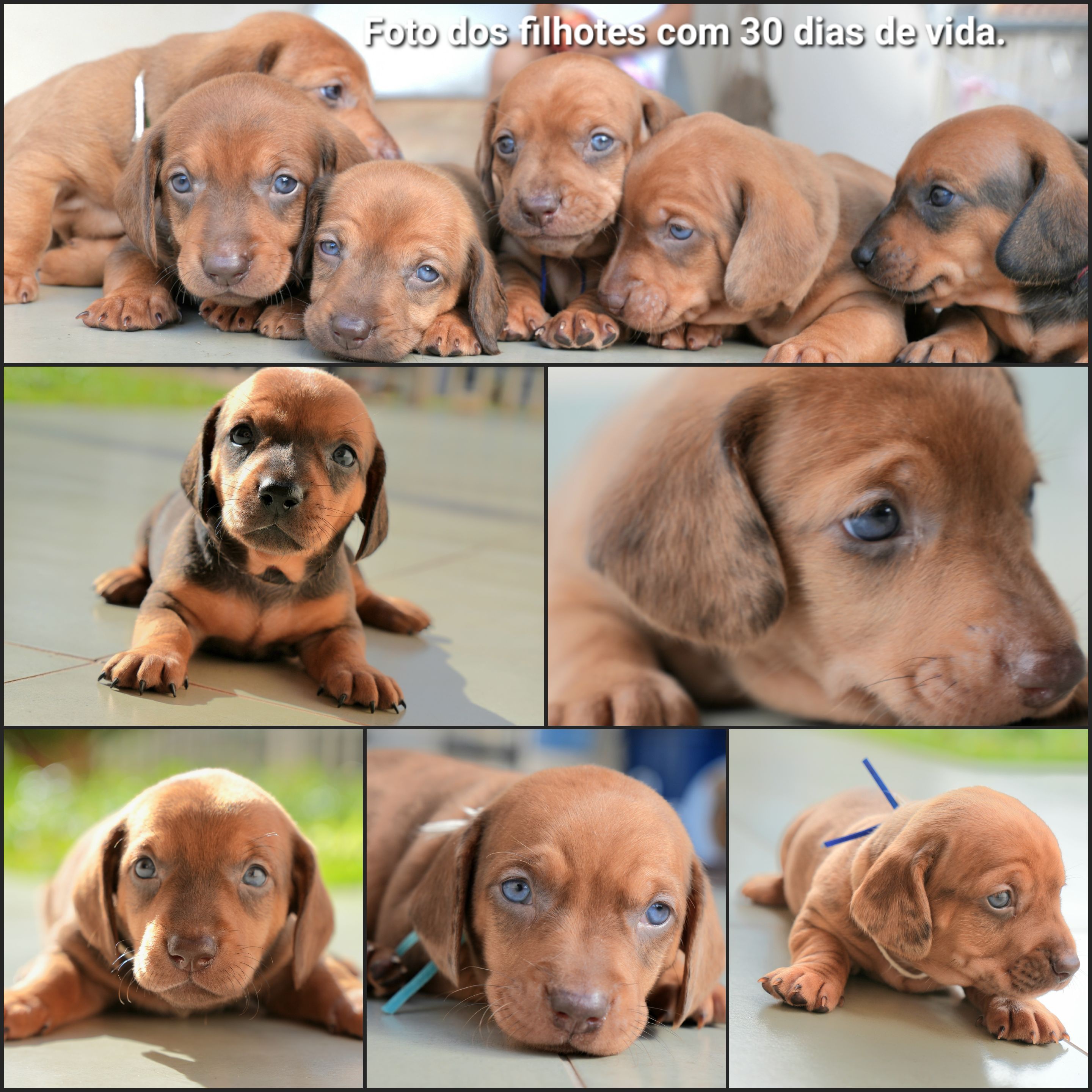 Vendo filhotes de Dachshund (sansicha) - Foto 4